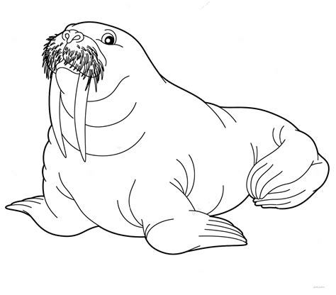 walrus coloring pages    print