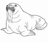 Walrus Coloring Pages Print sketch template