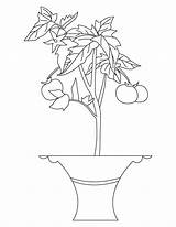 Plant Tomato Coloring Pages Plants Colouring Parts Drawing Trees Color Flowers Cliparts Getcolorings Printable Getdrawings Popular Books Print Categories Similar sketch template