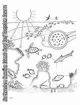 Ecosystem Coral Habitats Biome Ocean Ecosystems Hawaii Printables Plants Biomes Tundra Book Popular sketch template