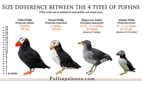 puffins pictures facts photo tips alaska photography tips lagniappe