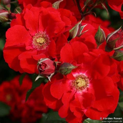 buy roter korsar shrub rose agel rosen