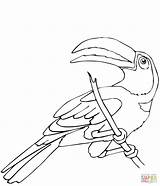 Toucan Coloring Pages Perched Printable Color Keel Billed Supercoloring Drawing Holds Bill Letter Its sketch template