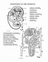 Nephron Kidney Diagram Coloring Worksheet Wksht Doc sketch template