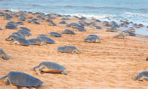 mass nesting  olive ridley turtles begins  gahirmatha coast