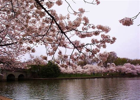 cherry blossom bridge photograph by joyce kimble smith