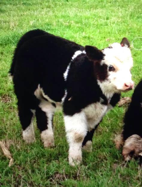 trausch farms salty dog bull calf