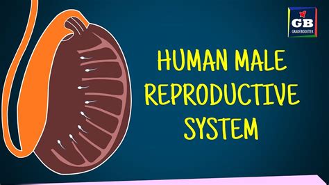 human male reproductive system class 10 sexual reproduction biology cbse ncert x
