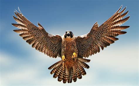falcon national bird  saudi arabia interesting facts  falcon