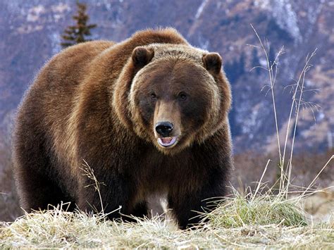 bear grizzly wallpaper background image  atmatthewr