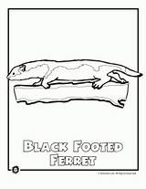 Endangered Coloring Animal Ferret Animals Pages North America sketch template