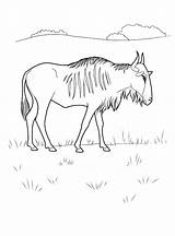 Gnu Dibujo Wildebeest Nyu Colorkid Gnou sketch template