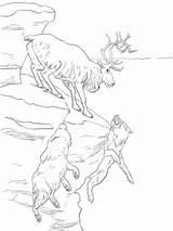 Caribou Coloring Peary Printable Pages Version Click Designlooter Colorings Drawing Categories Reindeer sketch template