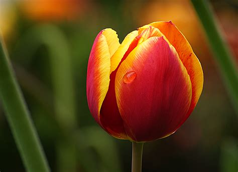 tulip flower macro royalty  stock photo