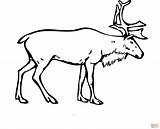 Reindeer Rentier Ausmalbild Deer Arctic Caribou Elk Supercoloring Babbo Rudolf Renna Renne Disegnare sketch template