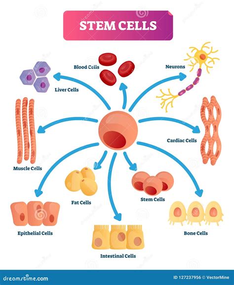 stem cells vector illustration medical labeled diagram   kind