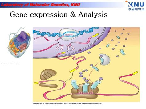 ppt gene expression and analysis powerpoint presentation free download id 927133