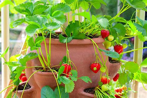 growing florida strawberries  containers  pro edition