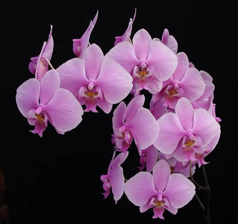 phal schilleriana var purpurea  orchidweb
