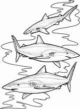 Squalo Tigre Sharks Haai Ausmalbild Haaien Kleurplaten Squali Tigerhai sketch template