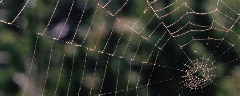 male spiders after sex rituals will make you squirm discovery blog