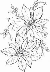 Poinsettia Coloring Pages Printable Kids Christmas Color Print Poinsettias Drawing Adults Pointsettia Pointsetta Outline Colouring Templates sketch template