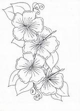 Coloring Plumeria Flower Hibiscus Getcolorings Drawing sketch template