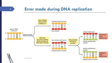 dna repair mechanism
