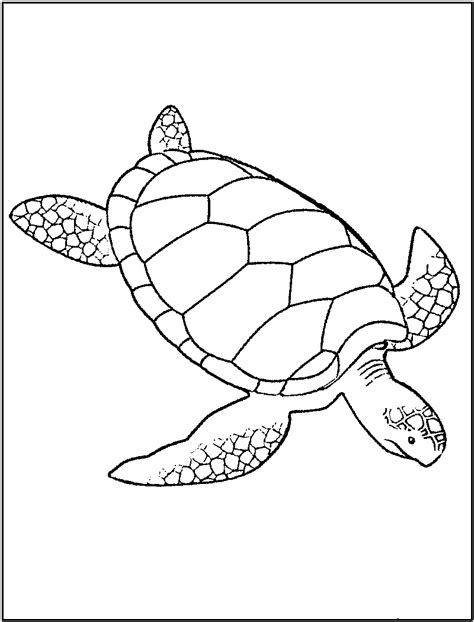 printable picture   turtle printable word searches