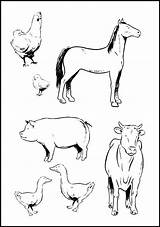 Farm Coloring Animal Pages Animals Printable Kids Preschool Colouring Print Worksheets Printables Real Horse Baby Barn Realistic Hidden Sheets Board sketch template