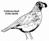 Quail Coloring California Drawing Pages Designs Drawings Quails Valley Choose Board Real Colorluna sketch template