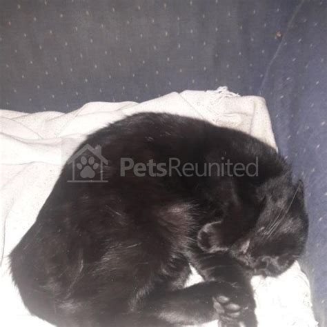 lost cat black cat [name witheld] stevenage area hertfordshire