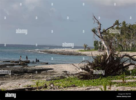 A Tree Falls Down On A Beach At Falalop Island Ulithi Atoll Federated