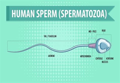 how to confirm whether sperm went inside