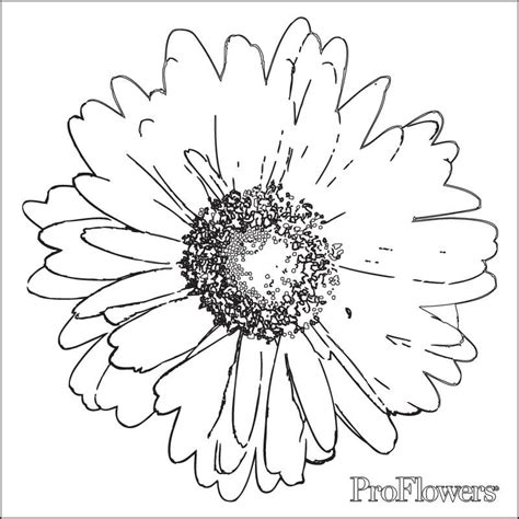 daisy flower coloring pages coloring home