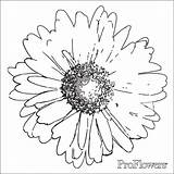 Daisy Flower Coloring Pages Drawing Site Popular Getdrawings Coloringhome sketch template