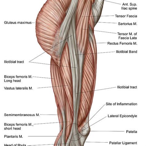 anatomy  human thigh muscles  beach towel  sale  stocktrek images