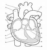 Heart Anatomy Coloring Pages Printable Kids sketch template