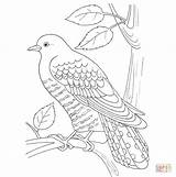 Cuckoo Coloring Pages Loca Template Drawing Drawings Color Printable sketch template