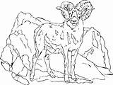 Goat Coloring Pages Mountain Getcolorings Getdrawings Color Colori sketch template