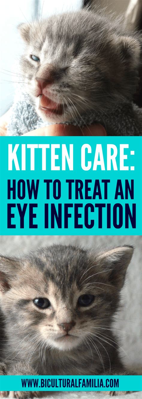 kitten with eye infection anna blog