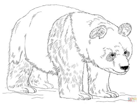 giant panda bear coloring page  printable coloring pages