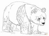 Coloring Panda Giant Bear Pages Drawing Draw Step Adults Printable Grizzly Kids Pandas Outline Bears Clipart Drawings Colouring Color Adult sketch template