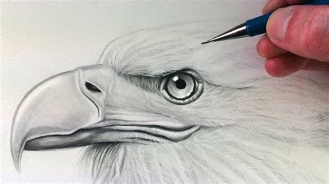bald eagle head drawing easy bmp review