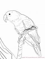 Coloring Conure Eclectus Pages Male Color Print Email Drawings 1275 49kb sketch template