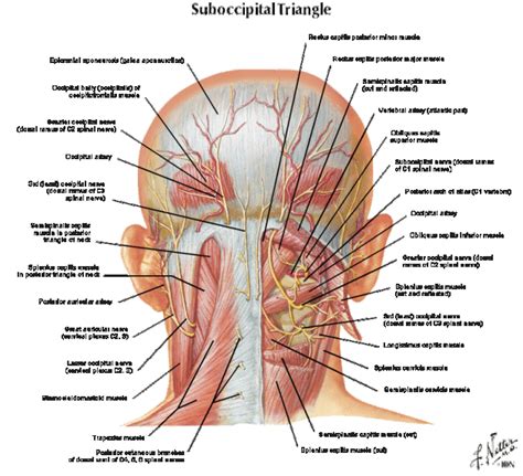 human throat diagram wwwharvard wmorg pinterest diagram anatomy  human anatomy