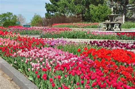 tulips  minnesota landscape arboretum chaska minnesota