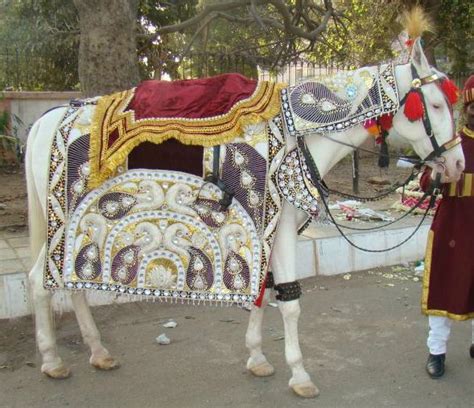 decorated white ghodi mare  indian marriage indian