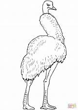 Coloring Emu Pages Largest Bird Australia sketch template