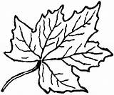 Sycamore Leaf Clip Clipartmag Outline Clipart sketch template